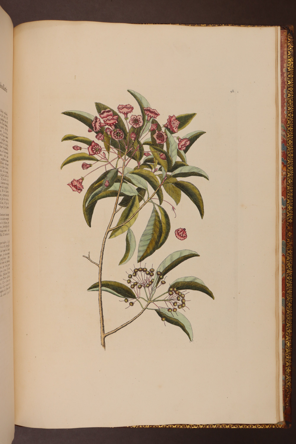 Plate 98